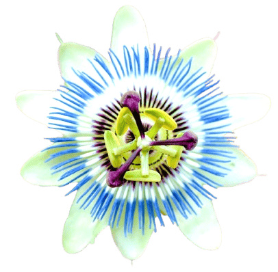 Passionflower ingredient